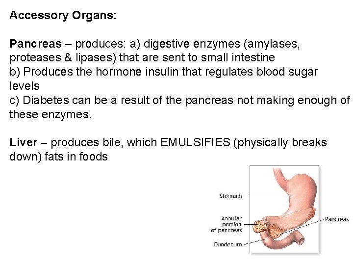 Accessory Organs: Pancreas – produces: a) digestive enzymes (amylases, proteases & lipases) that are