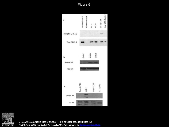 Figure 6 J Invest Dermatol 2002 118316 -322 DOI: (10. 1046/j. 0022 -202 x.