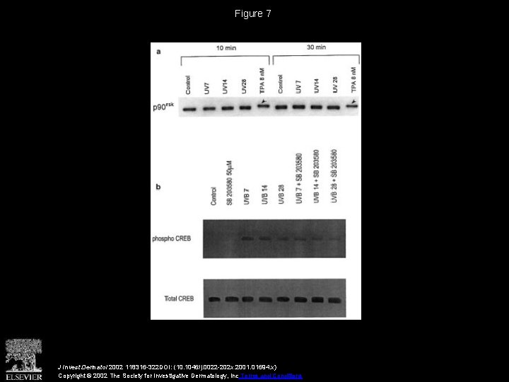 Figure 7 J Invest Dermatol 2002 118316 -322 DOI: (10. 1046/j. 0022 -202 x.