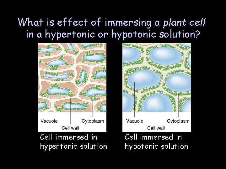 What is effect of immersing a plant cell in a hypertonic or hypotonic solution?