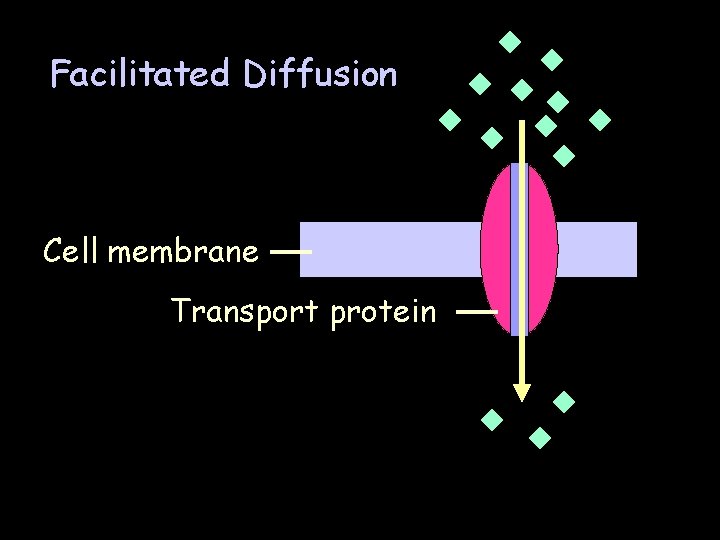 Facilitated Diffusion Cell membrane Transport protein 