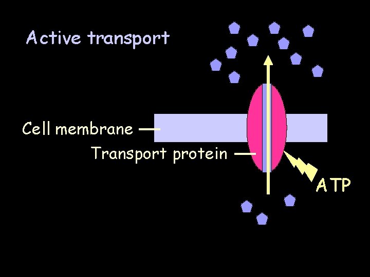 Active transport Cell membrane Transport protein ATP 