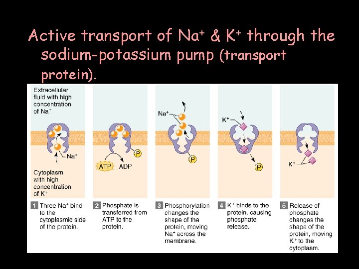 Active transport of Na+ & K+ through the sodium-potassium pump (transport protein). 
