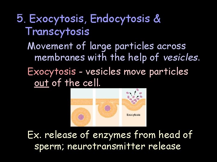 5. Exocytosis, Endocytosis & Transcytosis Movement of large particles across membranes with the help