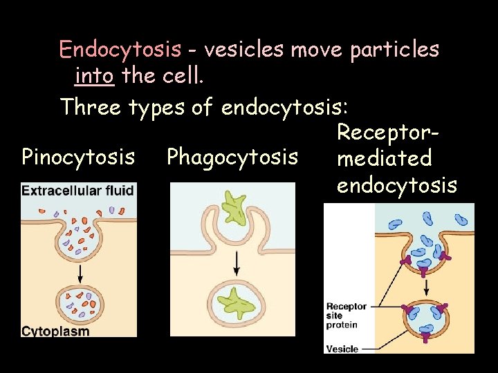 Endocytosis - vesicles move particles into the cell. Three types of endocytosis: Receptor. Pinocytosis