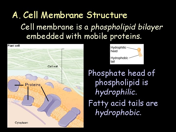A. Cell Membrane Structure Cell membrane is a phospholipid bilayer embedded with mobile proteins.