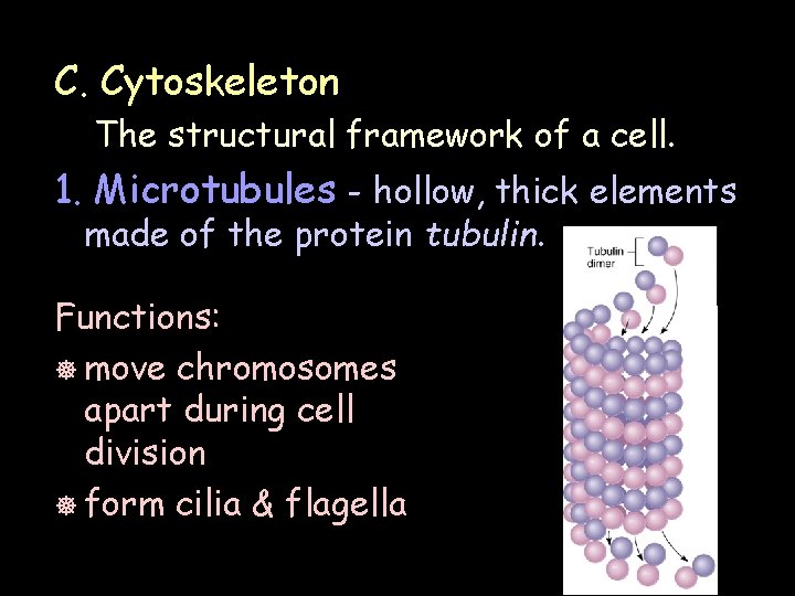 C. Cytoskeleton The structural framework of a cell. 1. Microtubules - hollow, thick elements