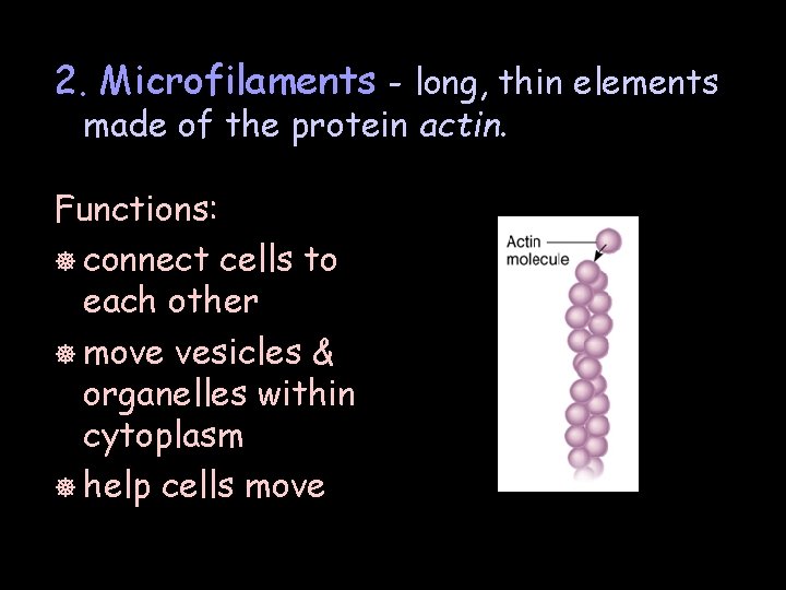 2. Microfilaments - long, thin elements made of the protein actin. Functions: ] connect