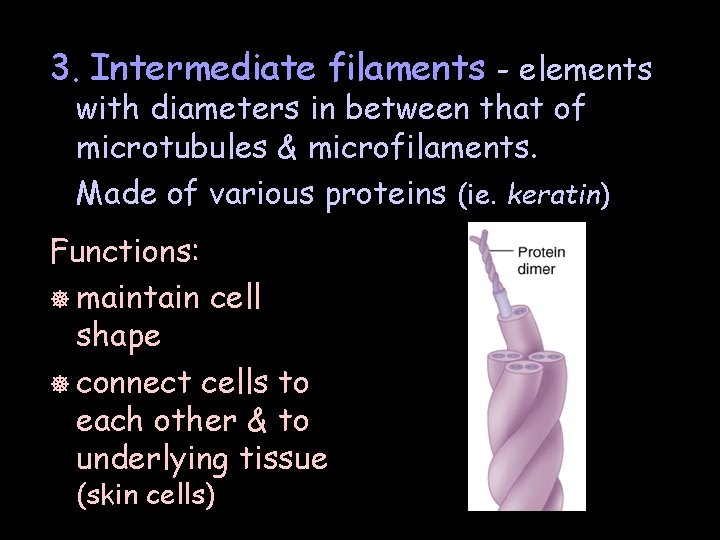 3. Intermediate filaments - elements with diameters in between that of microtubules & microfilaments.