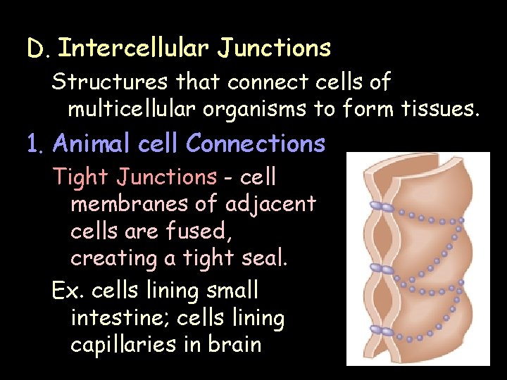 D. Intercellular Junctions Structures that connect cells of multicellular organisms to form tissues. 1.