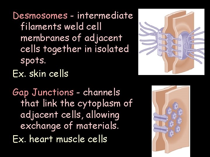 Desmosomes - intermediate filaments weld cell membranes of adjacent cells together in isolated spots.