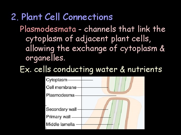 2. Plant Cell Connections Plasmodesmata - channels that link the cytoplasm of adjacent plant