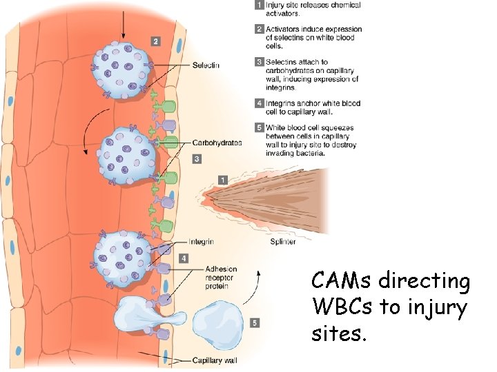 CAMs directing WBCs to injury sites. 