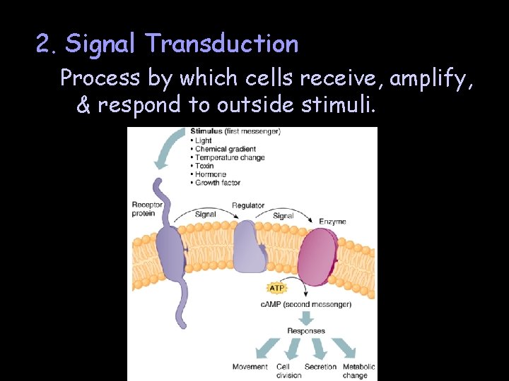 2. Signal Transduction Process by which cells receive, amplify, & respond to outside stimuli.