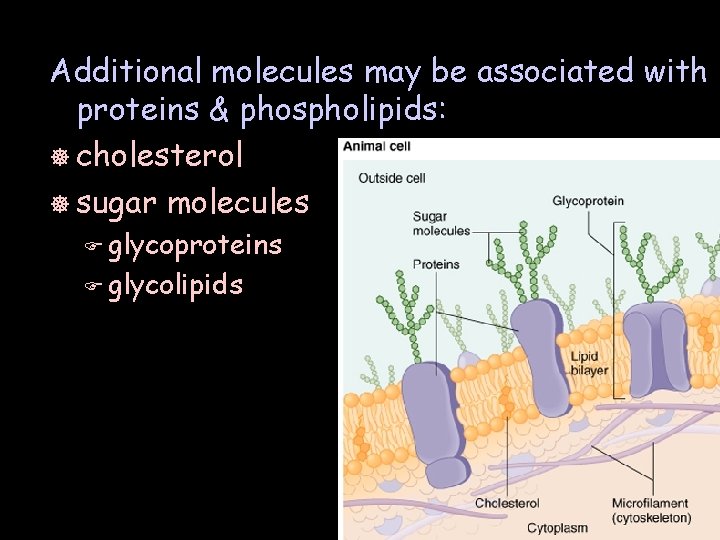 Additional molecules may be associated with proteins & phospholipids: ] cholesterol ] sugar molecules