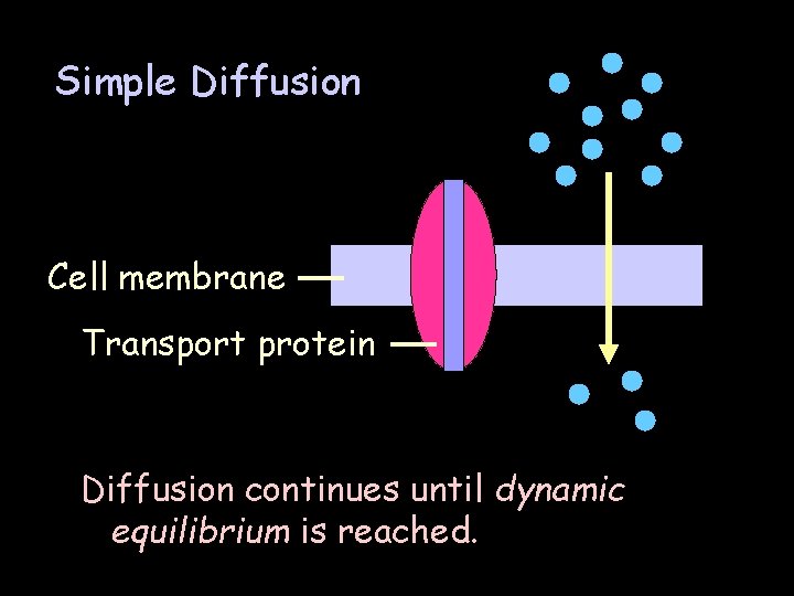 Simple Diffusion Cell membrane Transport protein Diffusion continues until dynamic equilibrium is reached. 