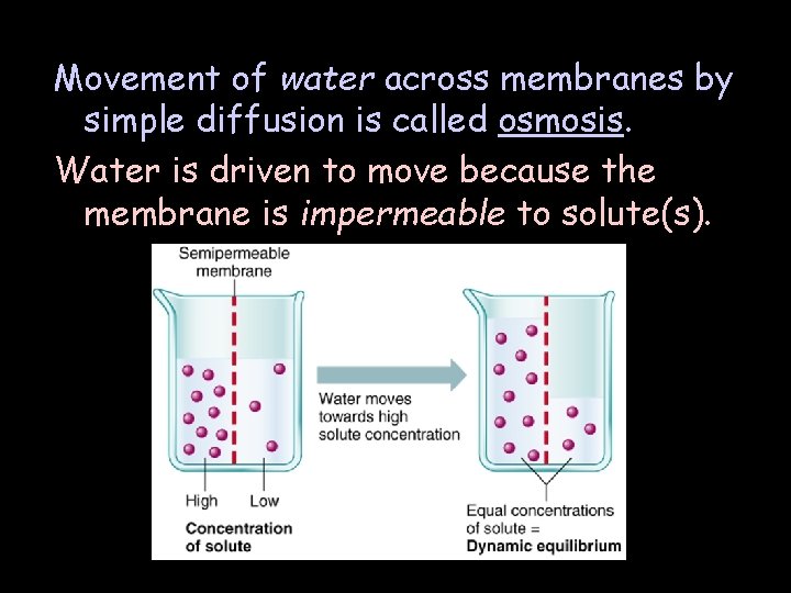 Movement of water across membranes by simple diffusion is called osmosis. Water is driven