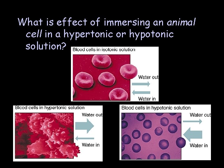 What is effect of immersing an animal cell in a hypertonic or hypotonic solution?