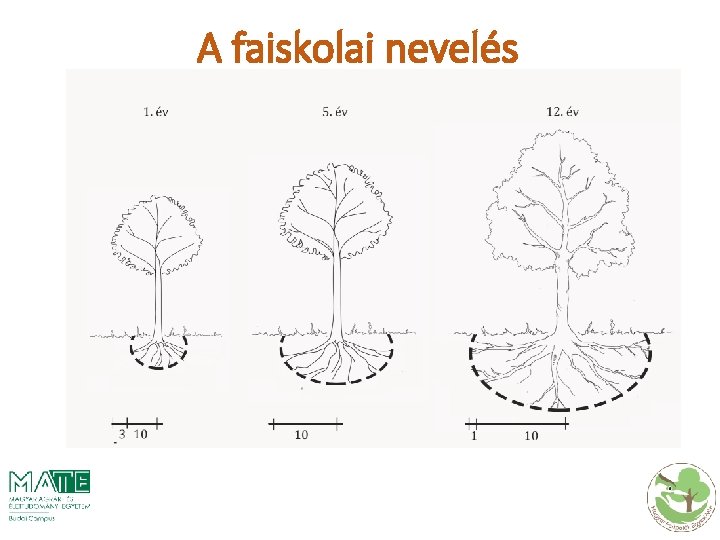 A faiskolai nevelés 