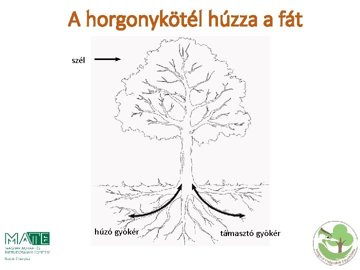 A horgonykötél húzza a fát szél húzó gyökér támasztó gyökér 