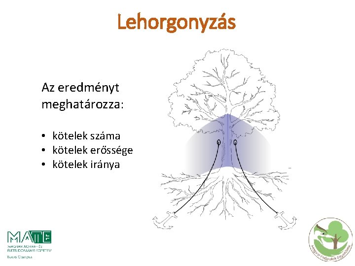 Lehorgonyzás Az eredményt meghatározza: • kötelek száma • kötelek erőssége • kötelek iránya 