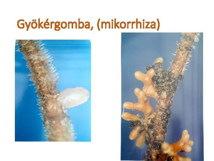Gyökérgomba, (mikorrhiza) 