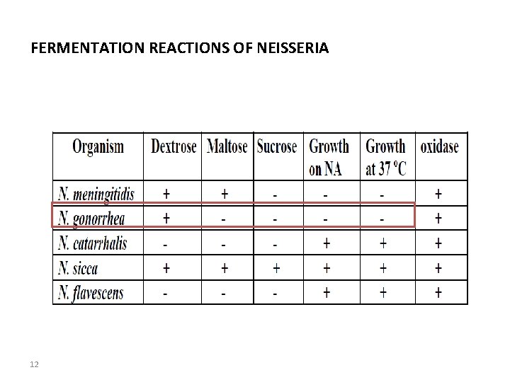 FERMENTATION REACTIONS OF NEISSERIA 12 