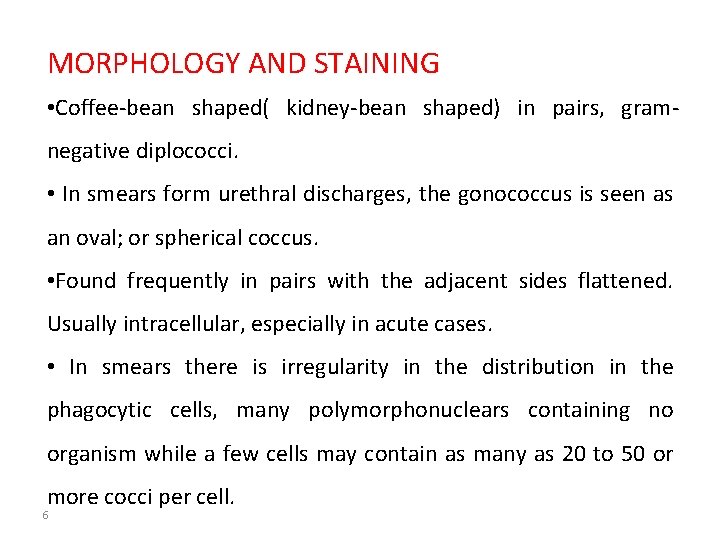 MORPHOLOGY AND STAINING • Coffee-bean shaped( kidney-bean shaped) in pairs, gramnegative diplococci. • In