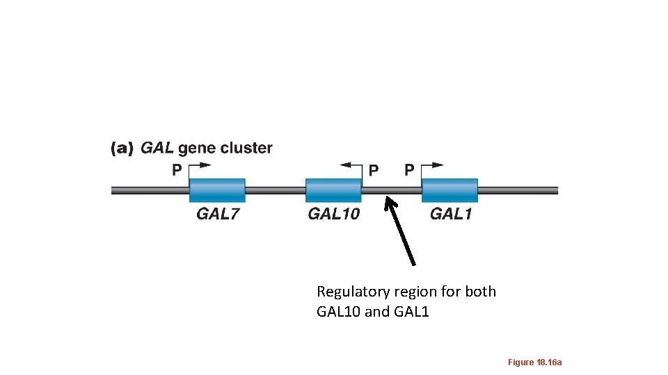 Regulatory region for both GAL 10 and GAL 1 Figure 18. 16 a 