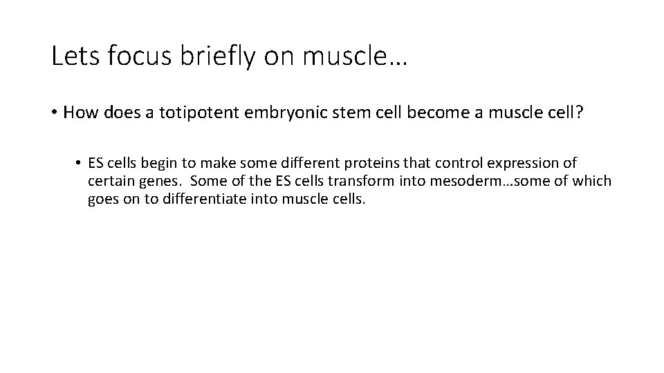 Lets focus briefly on muscle… • How does a totipotent embryonic stem cell become