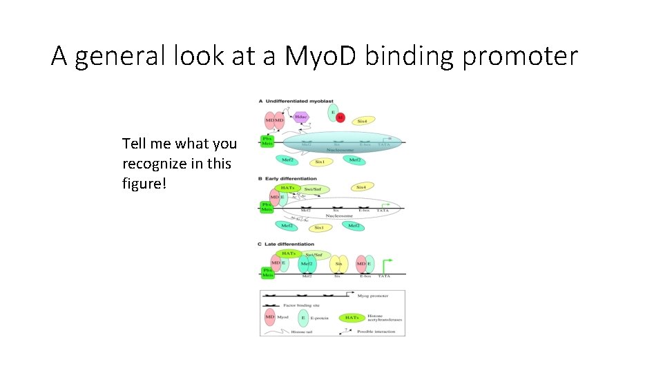 A general look at a Myo. D binding promoter Tell me what you recognize