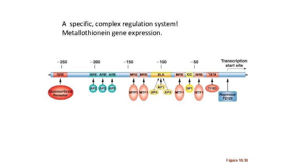 A specific, complex regulation system! Metallothionein gene expression. Figure 18. 10 