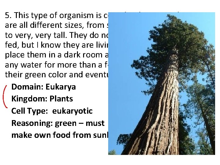 5. This type of organism is completely green. They are all different sizes, from 5. This type of organism is completely green. They are all different sizes, from