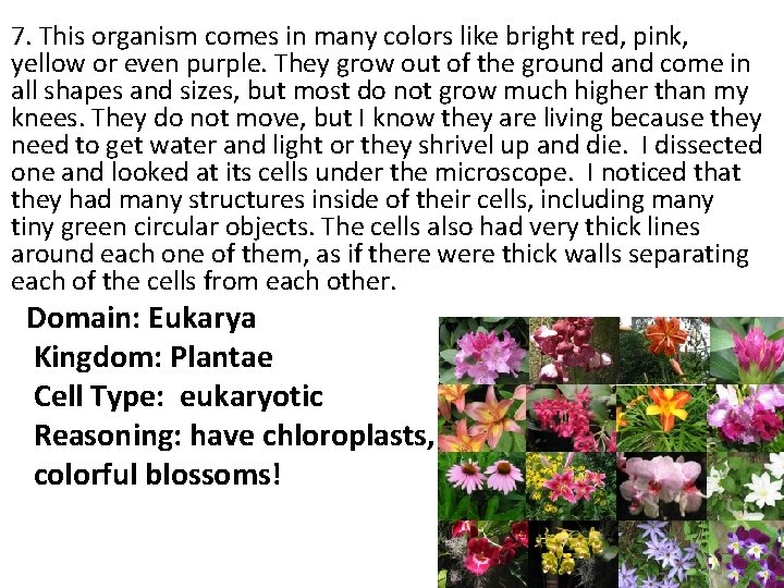 7. This organism comes in many colors like bright red, pink, yellow or even 7. This organism comes in many colors like bright red, pink, yellow or even