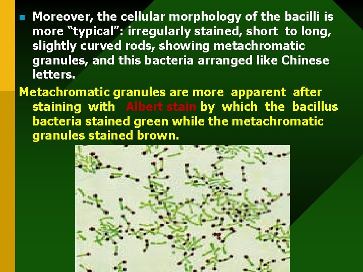 Moreover, the cellular morphology of the bacilli is more “typical”: irregularly stained, short to