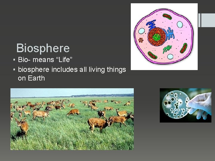 Biosphere ▪ Bio- means “Life” ▪ biosphere includes all living things on Earth 