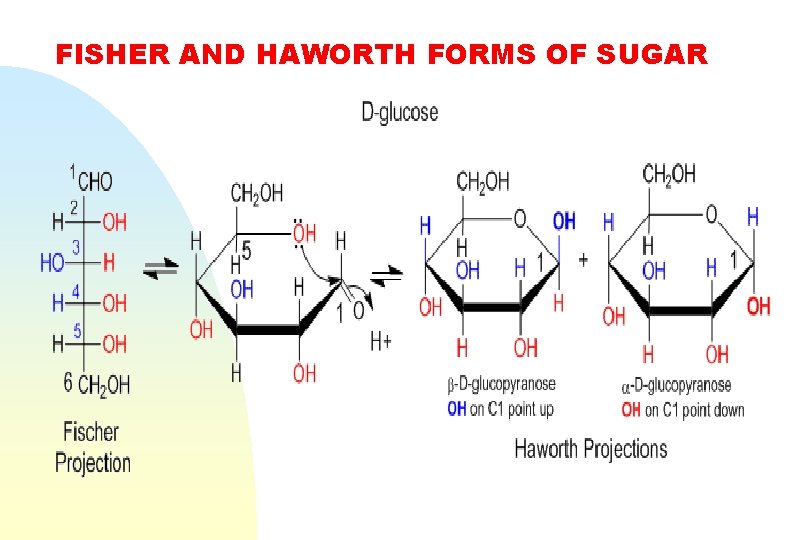 FISHER AND HAWORTH FORMS OF SUGAR 