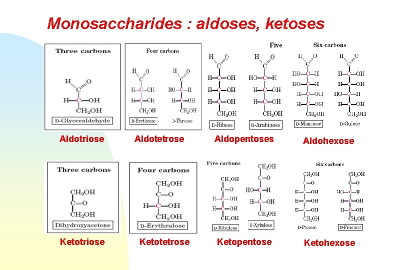 Monosaccharides : aldoses, ketoses Aldotriose Ketotriose Aldotetrose Ketotetrose Aldopentoses Aldohexose Ketopentose Ketohexose 