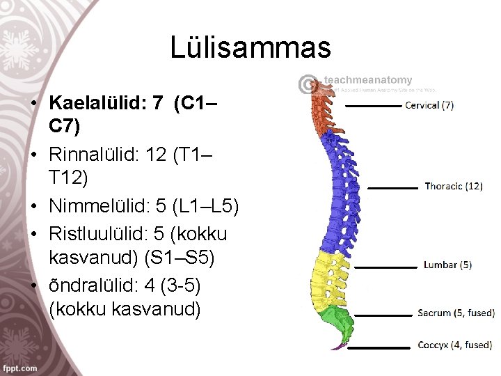 Lülisammas • Kaelalülid: 7 (C 1– C 7) • Rinnalülid: 12 (T 1– T