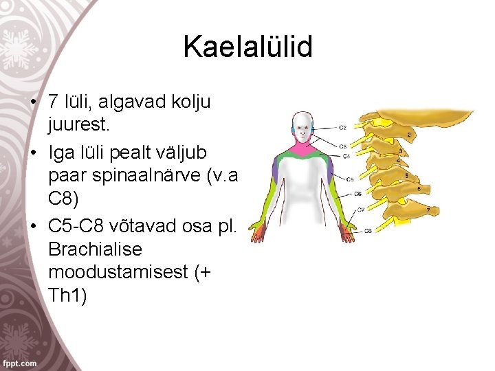 Kaelalülid • 7 lüli, algavad kolju juurest. • Iga lüli pealt väljub paar spinaalnärve