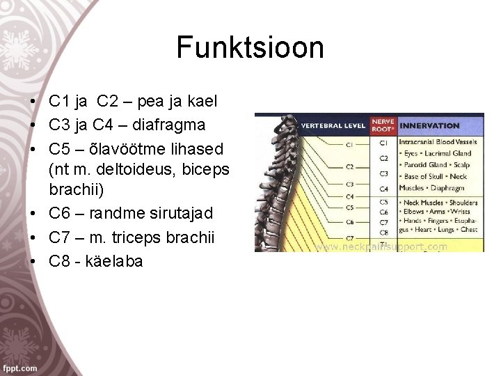 Funktsioon • C 1 ja C 2 – pea ja kael • C 3