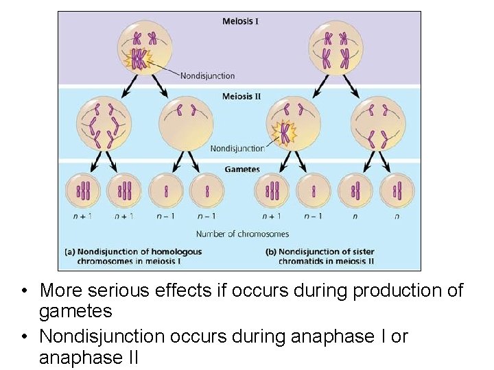  • More serious effects if occurs during production of gametes • Nondisjunction occurs