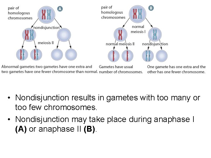  • Nondisjunction results in gametes with too many or too few chromosomes. •