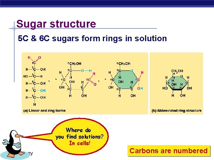 Sugar structure 5 C & 6 C sugars form rings in solution Where do