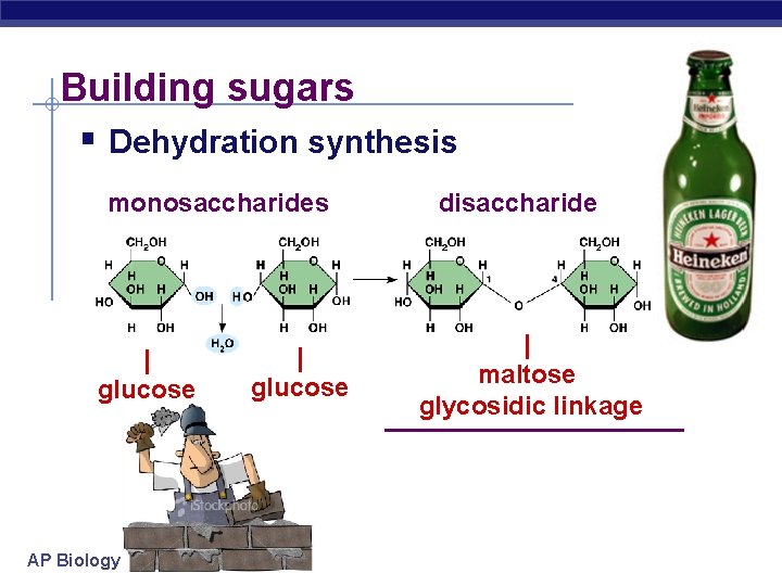 Building sugars § Dehydration synthesis monosaccharides | glucose AP Biology | glucose disaccharide |