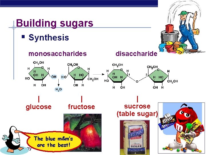 Building sugars § Synthesis monosaccharides | glucose AP Biology | fructose The blue m&m’s