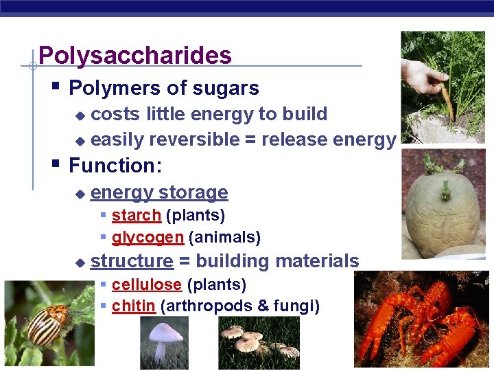 Polysaccharides § Polymers of sugars costs little energy to build u easily reversible =