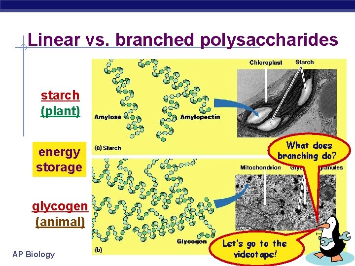 Linear vs. branched polysaccharides starch (plant) energy storage What does branching do? glycogen (animal)