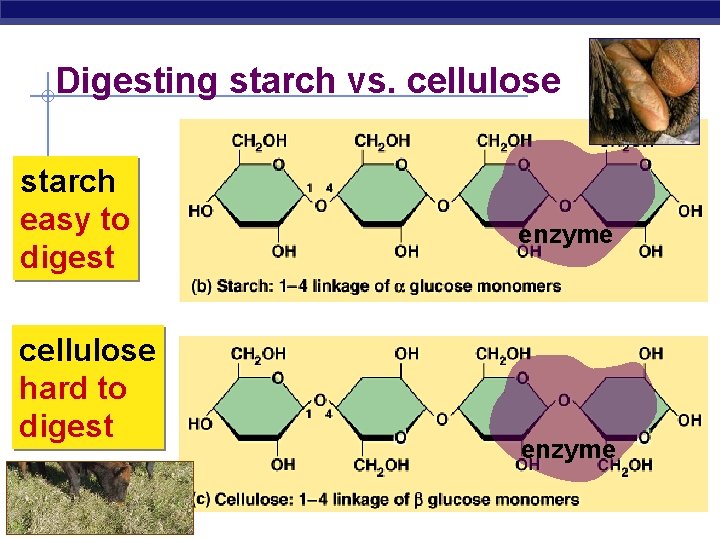 Digesting starch vs. cellulose starch easy to digest cellulose hard to digest AP Biology