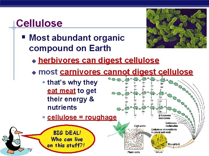Cellulose § Most abundant organic compound on Earth herbivores can digest cellulose u most